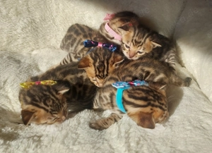 Reinrassige Bengalkitten