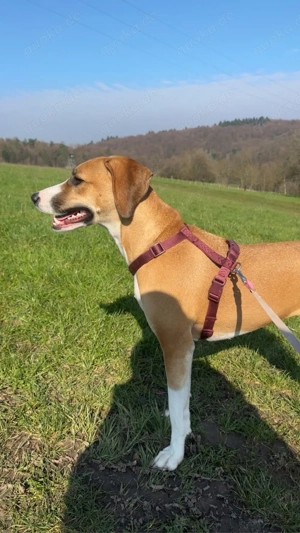 Maya sucht ihr für immer zuhause 