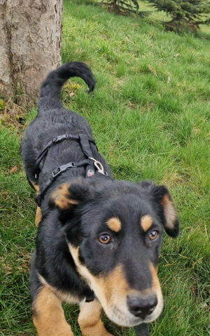 Bruno, 5 Monate, lieb, verspielt, hundeverträglich