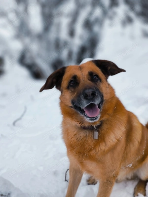 Schäferhund - Labrador Mischling 