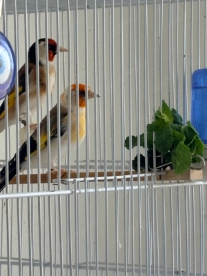 Stieglitz Major Mutation  Bild 2