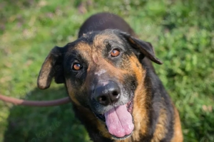 Chip 271719 - der Rüde liebt es, wenn sich Menschen in seiner Nähe aufhalten