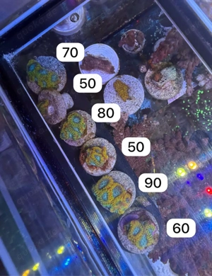 favia of the gods koralle ablger meerwasser