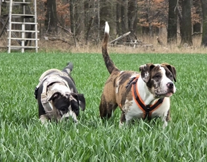 American Bullys xl Hündinnen