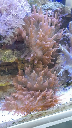 Kupferanemone