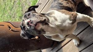 American Bullys xl Hündinnen
