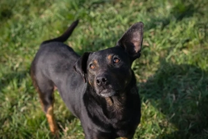 Chip 271505 - ein kräftiger Junghund sucht gleichgesinnte Menschen 