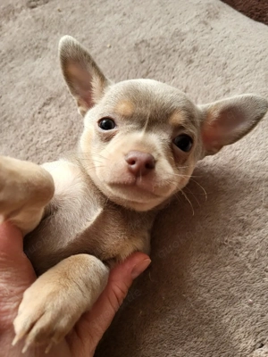 Chihuahua Mini 