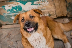 *LISSY* - Wer gibt mir ein Ticket ins eigene Familienleben?