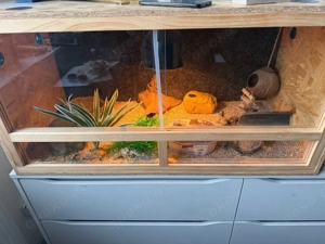 5 leoparden geckos mit terra