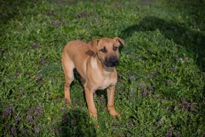 Chip 271274 - Leidenschaft, Menschenliebe, sozial, aktiv - bei diesem Welpen ist alles vorhanden 