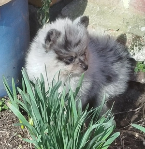 Zwergspitz Pomeranians Welpen 