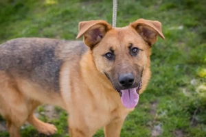 Chip 271878 - Junghund hat Spaß zum Lernen und zum Spazieren gehen 