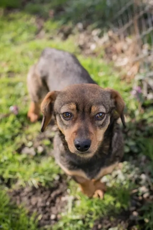 Chip 271307 - bin ich nicht ein goldiges Welpenmädchen?