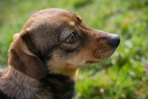 *MILKA* - Ich bin lieb, verspielt und unternehmungslustig