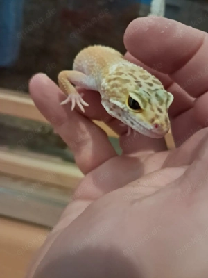 leopardgecko 0.1