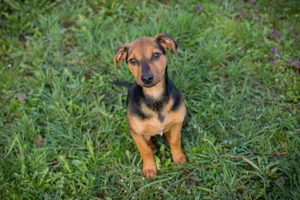 Chip 271820 - wer mag mit dem Mädel lernen und üben?