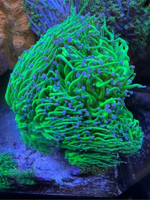 Meerwasser Euphilia Koralle