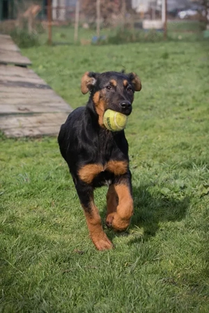 Chip 256225 - mit dem Ball spielen macht Mega Spaß Bild 3