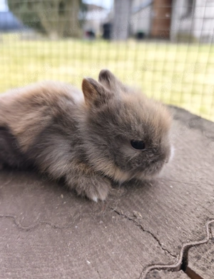 Zwergkaninchen, Löwenköpfchen 
