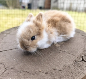 Zwergkaninchen, Löwenköpfchen  Bild 6