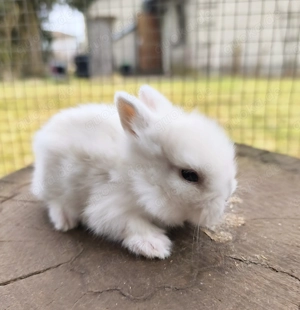 Zwergkaninchen, Löwenköpfchen  Bild 3