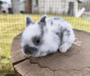 Zwergkaninchen, Löwenköpfchen 