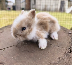Zwergkaninchen, Löwenköpfchen  Bild 5