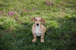 Chip 271750 - auf kurzen Beinchen lustig unterwegs