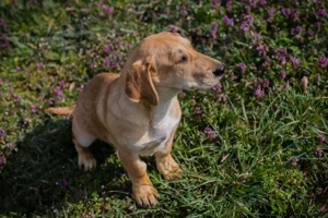 *ELIZA*: Die Süße ist lieb, freundlich, sozial, und sie lernt gerne und schnell Bild 5