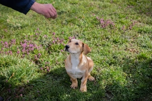 *ELIZA*: Die Süße ist lieb, freundlich, sozial, und sie lernt gerne und schnell Bild 7