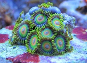 Korallenableger Zoanthus " Rasta" Bild 2