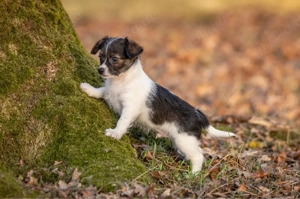 Liebevolle Welpen dürfen in 3 Wochen ausziehen