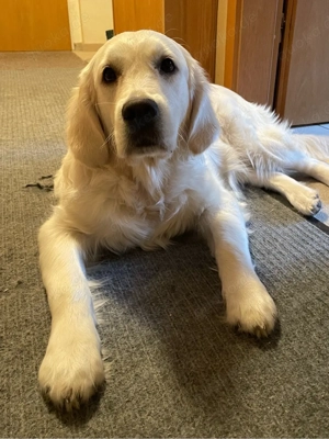 Golden Retriever Junghündin 9 Monate alt