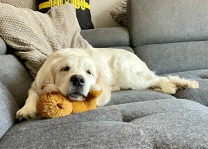 Golden Retriever Junghündin 7,5 Monate alt