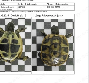 griechische Landschildkröten babys 