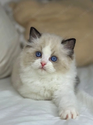Ragdoll-Kätzchen 