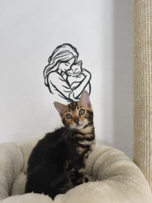 Reinrassige Bengal Kitten mit Stammbaum 