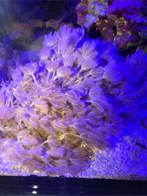 Pumpende Xenia (Xenia umbellata)