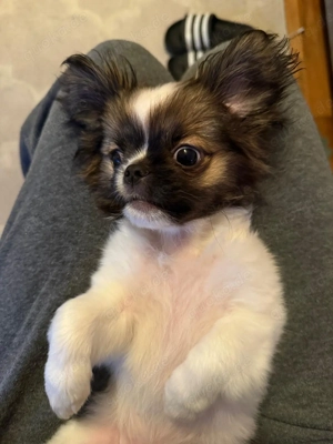 Pekinese Kleine Mann 