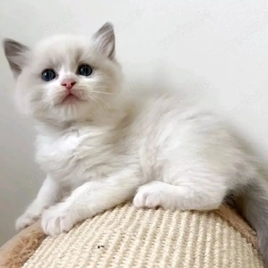 Ragdoll-Kätzchen