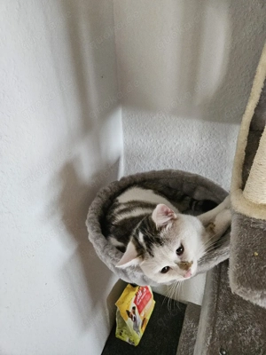 2 Kater suchen zusammen 