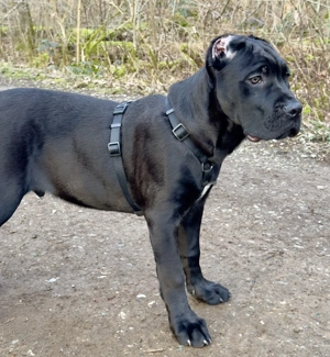 Cane Corso Rüde schwarz