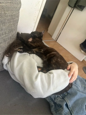 jung katze ab zugeben 