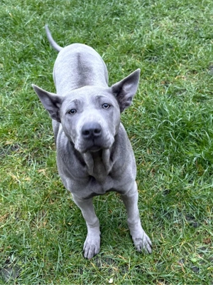 Reinrassiges Thai Ridgeback Weibchen Blau freuen sich auf ein neues Zuhause