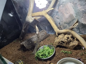 Landschiltkröten 2 stk zusammen mit cites bescheinigung