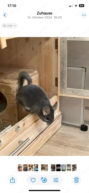 Chinchilla Familie sucht neues Zuhause Bild 3