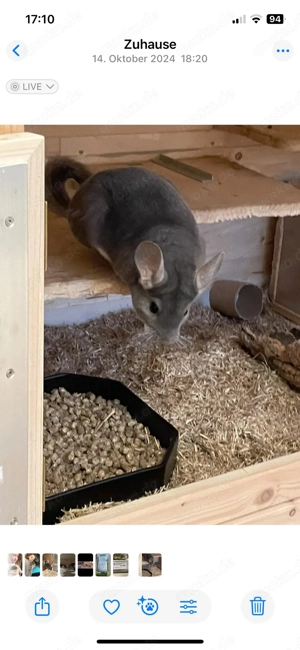 Chinchilla Familie sucht neues Zuhause Bild 4