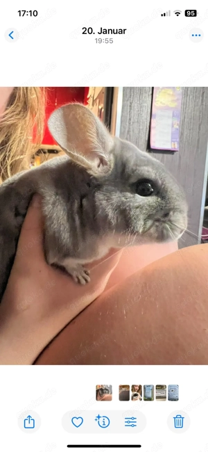 Chinchilla Familie sucht neues Zuhause Bild 5