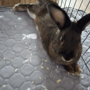 2 Zwergkaninchen abzugeben